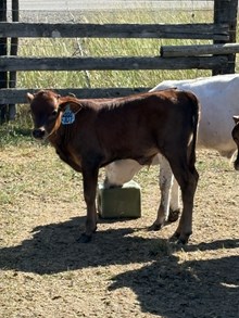 Reckon So X Black Pearl 25 Bull