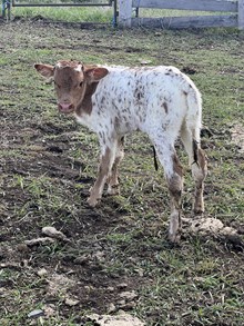 Reckon So X Miss Coyote 25 Heifer