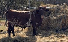 SWEET RIVER QUEEN BCB