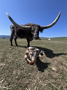 Reckon So X Halo 25 Bull