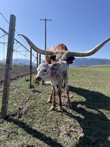 Reckon So X Sitka 25 Heifer