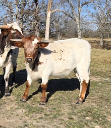 Pickpocket x Moon Shadow heifer