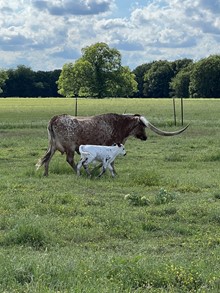 AWESOME TIPPER BULL