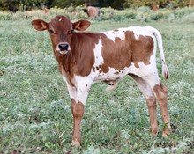 Bull Calf - GD Tuff Blazin