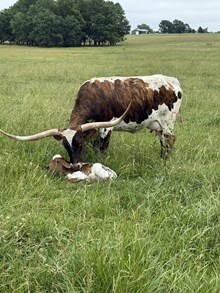 25 LADY WHISKEY BCB BULL 