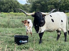 WSR JEST SERENADE ME