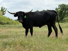 LRR Black Betty