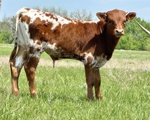 DCT - JH RURAL SAFARI SON x HIL5 IVY ROSE (B)