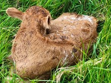 MBR Vindi Lamb