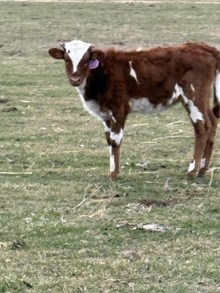 Reckon So X Lucky’s Miss Boomerang 25 Heifer