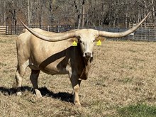 PCC Foxy's Gold Mine