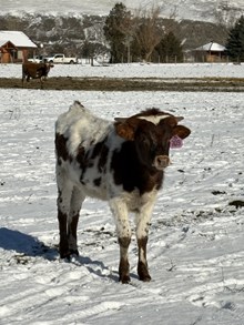 Reckon So X Shy Blade 25 Heifer