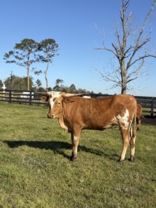 BC Heifer - RTTS 1