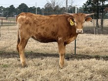 All Design X Dark Dust