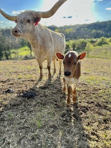 Maverick x Joy Heifer