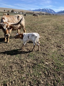 Reckon So X Joey Girl 25 Bull 