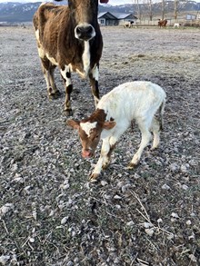 Reckon So X Charlotte 25 Heifer