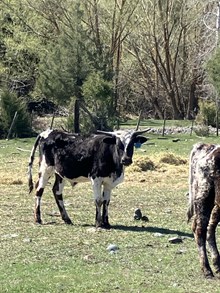 Reckon So X Opal 24 Bull