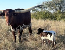 DCT - JH RURAL SAFARI SON x KCCI CATCHIN VIBES (H)