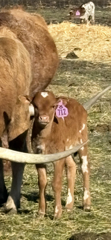 Reckon So X Queen Bomber 26 Heifer