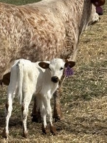 Reckon So X Breezy Bandita 26 Heifer