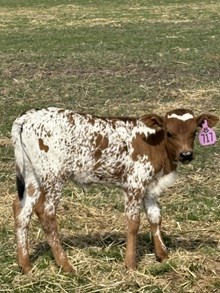 Reckon So X Tenille 26 Heifer