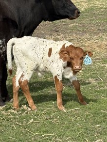 Reckon So X Sassie Aussie 26 Bull