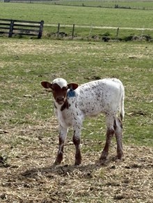 Reckon So X Over Dew 26 Bull