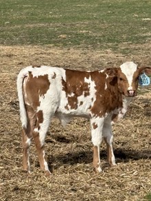 Reckon So X Sweet Lucille 26 Bull