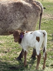 Reckon So X Spice 26 Heifer