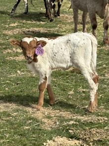 Reckon So X Concealed Blade 26 Heifer