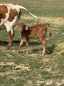 Reckon So X Twist Again 26 Bull