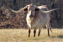 HORSESHOE J MEMORABLE