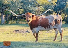 PUT A RING ON IT BCB