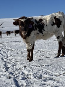 Reckon So X Shy Blade 25 Heifer