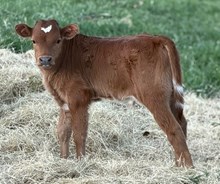 J & T's White Gold bull TBD