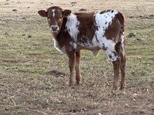 JW/Betty Heifer
