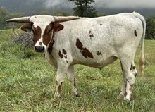 24-16 Steer