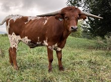 24-22 Steer
