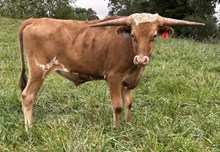 24-8 Steer