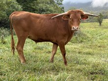 24-19 Steer