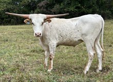 24-64 Steer