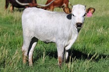 2020 Sittin Mulberry Heifer