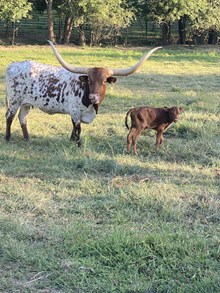 Desizned By Ledgends