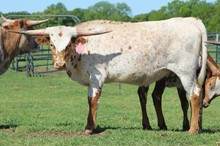 MY EX LIVES IN TEXAS MML