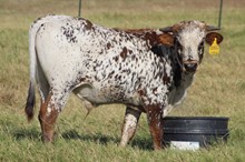 MML SOUTHERN CHAMPAGNES STEER
