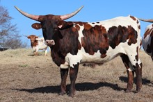Heifer calf 2021 Swagger x RFR Deluge's Girl
