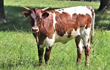 Heifer calf 2021 Swagger x RFR Deluge's Girl