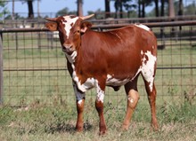 2021 heifer calf CC x Kitty Bandita