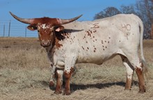 Heifer calf 2021 Justify x Swaggers Flower